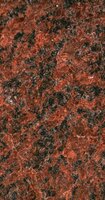 Vanga Red Vanga Red