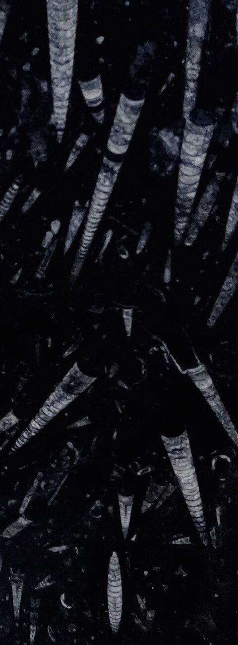 Fossil Black Fossil Black