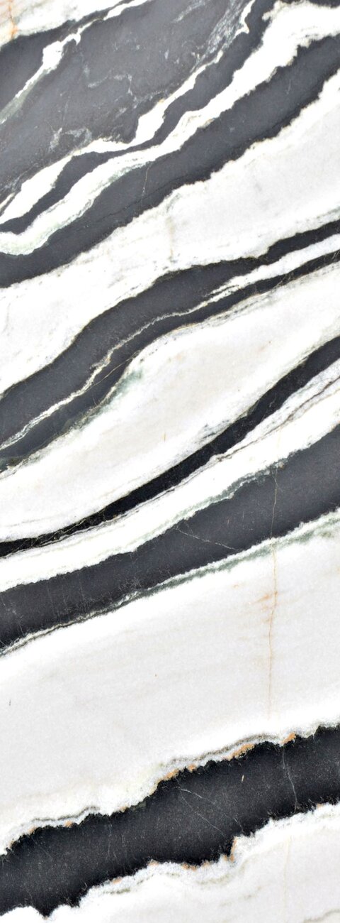 Zebra White Zebra White